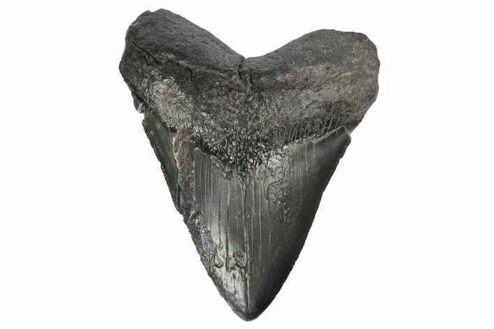 4.25" Fossil Megalodon Tooth - South Carolina